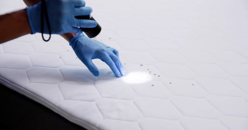 Bed Bug Inspection Service
