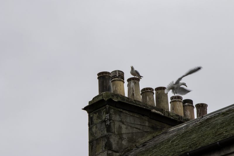 Chimney Birds Removal