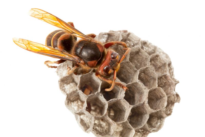 European Hornet Removal