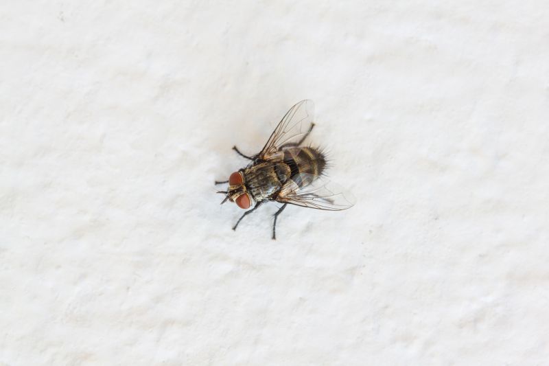 Fly Extermination detail
