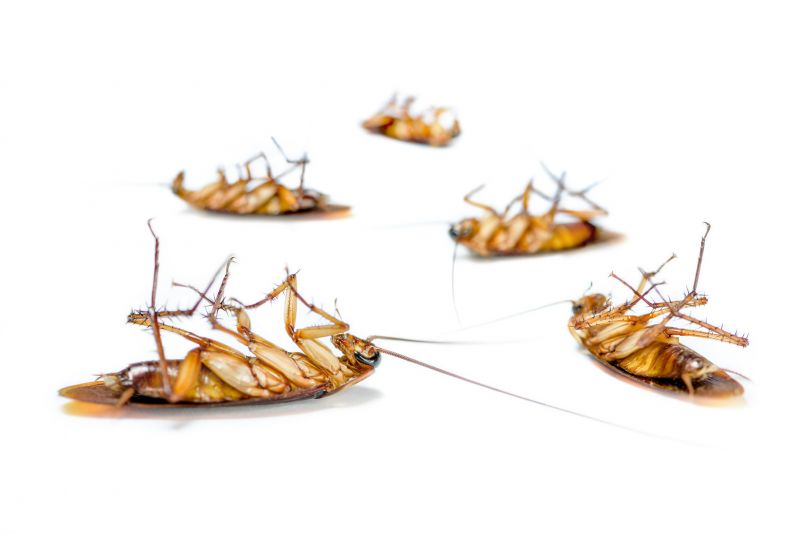 Health Risks Associated With Cockroaches Indoors