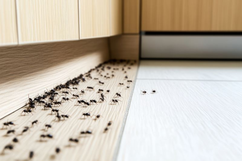 Ant Infestations