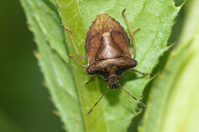 Signs You Have A Stinkbug Infestation Indoors